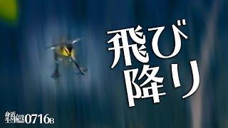 0716B【カルガモ親子の引っ越しトラブル 雛鳥が飛び降り】置き去り。カワセミ捕食と水浴び。バンの交尾。アブの求愛？チョウトンボ、ショウジョウトンボ。　#身近な生き物語　#カルガモ親子　#カワセミ