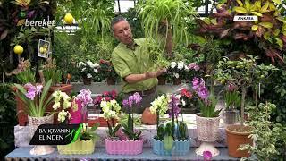 Bahçıvanın Elinden - Kurdele Çiçeğinde Bakım İşlemleri ve Yaprak Temizliği