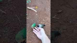 dua burung jinak Ciko dan ocan #vlog #lovebirds #kutilang #shortvideos #kicaumania