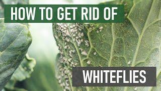 How to Get Rid of Whiteflies (4 Easy Steps!)