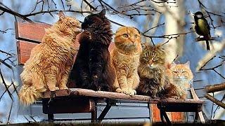 #Koshlandia Siberian Farm cats Bench  Tit Sings Скамейка Сибирские кошки