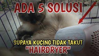 SOLUSI KUCING YANG TAKUT HAIRDRYER