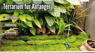 Terrarium für Anfänger - Teil 2 (Gestaltung und Bepflanzung ) Regenwaldterrarium - Pfeilgiftfrösche