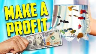 How To Make The Most Money Breeding & Selling Aquarium Fish