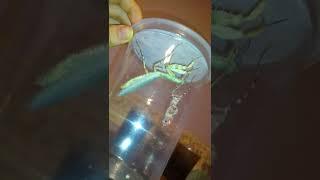 Mantis molting care