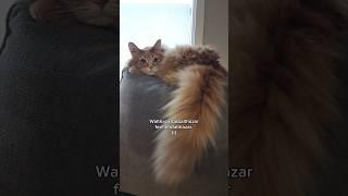 Gotta rent him a storage unit for all his extra magic  #catvideos #cat #cutecat #cute #animals