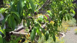 20+ Fruit trees in Bay area backyard (part 1)