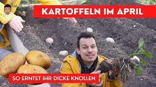 Kartoffeln im April pflanzen und Erfolgreich ernten wie ein Profi