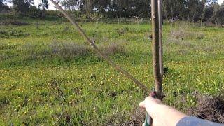 Permaculture chop and drop makes way for prune and plant.