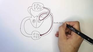 Double Circulatory System | The Heart | GCSE Biology (9-1) | KayScience