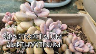 Graptopetalum Amethystinum | Lavender Pebbles