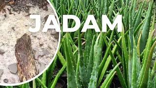 The Effects of JADAM Liquid Fertilizer (JLF) on Aloe vera