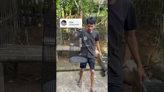 Ini racikan burung sogon dari eyang lepus #ebiwirawan