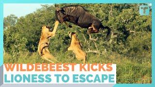 Leaping Wildebeest Kicks Lioness In Dramatic Escape