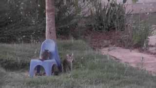 Tree climbing lessons for Kittens