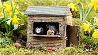 The Tographer Mouse in his garden shed hide .