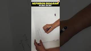 Nephron Diagram in 60 Seconds | Life Processes | Class 10 Biology - Science | CBSE Board Exam 2024
