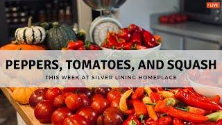 This week at Silver Lining Homeplace: Peppers, tomatoes, pumpkins, and summer squash from my garden.