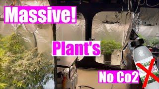 Growing Cannabis Like A Pro: The Best Tips & Secrets