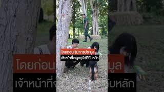 ส่องความน่ารัก ก่อนประมูล "สุนัขทหาร" ไม่ผ่านเกณฑ์ | Thai PBS News