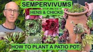SEMPERVIVUMS – HENS & CHICKS: How to plant a pot with Hardy Succulents step-by-step
