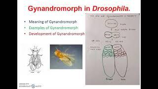 Gynandromorph in Drosophila.(Genetics)