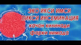 #эко #ИКСИ  #suniy urug'lantitish #insémination  +99897724087 врач Мухиддинов Анвар