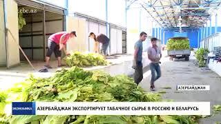 Азербайджанский табак экспортируется в Россию и Беларусь