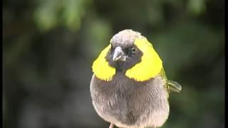 Cuban Grassquit