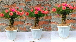 Beautiful portulaca (Moss rose) planting Idea - Easy and Simple Way