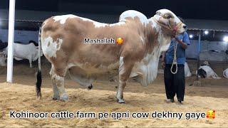 Kohinoor cattle farm gaye apni cow dekhny|farigheens|#cattlefarm #viral #youtube