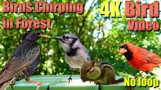 Birds Singing in the Woods, CatTV, Relaxing Sound for Separation Anxiety, DogTV, AWre036