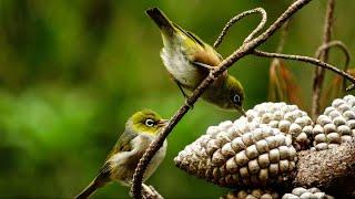 Silvereye / Tauhou March 23 - Birds of Inland Kapiti, New Zealand