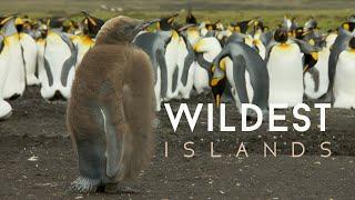 Falkland Islands: Penguin Paradise