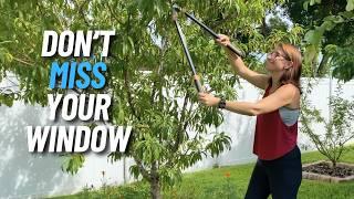 Biggest Reason to Prune Your Fruit Trees In Summer