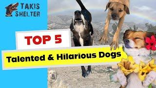 Top 5: Most Talented & Hilarious Dogs of the Shelter - Takis Shelter