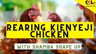 Rearing Kienyeji Chicken with Shamba Shape Up