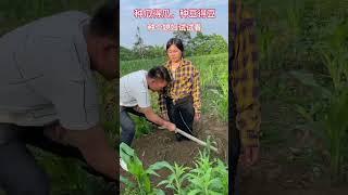 Planting a daughter-in-law in the soil#funny#rural short play#positive ene