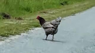 a chicken crosses the road