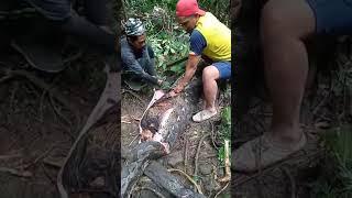 IRT di Kabupaten Sidrap Sulsel dimakan ular piton. #sidrap #viral #video