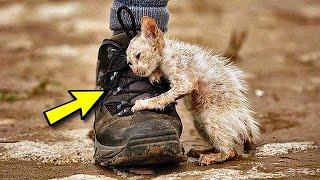 This kitten ate rocks and dirt to stay alive - a true miracle!