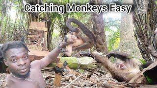 Easy Trap and Catch 2 Monkeys Easy (Beze Hunting)