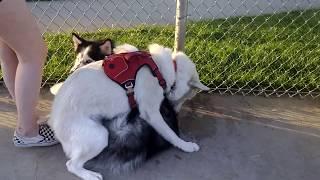 Dogfight At Dog Park Has A Shocking Ending