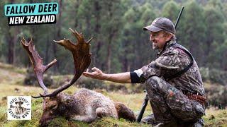 Hunt for an Incredible Fallow Deer in New Zealand