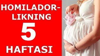 HOMILADORLIKNING 5-HAFTASI / ХОМИЛАДОРЛИКНИНГ 5-ХАФТАСИ