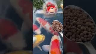 Feeding the Koi Fish  