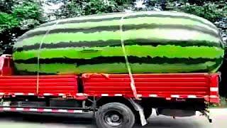 15 Biggest Fruits & Vegetables Ever Created!