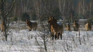 Chernobyl - an unlikely wildlife wonderland