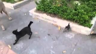 Cat fiercely defends her kittens from the big dog