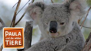 Komm kuscheln Koala! | Reportage für Kinder | Paula und die wilden Tiere